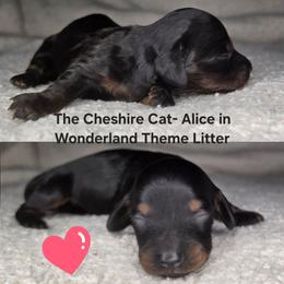 The Cheshire Cat- Alice in Wonderland Theme Litter. - Blue and tan female Dachshund puppy in Woodland, Washington from SJs Dachshunds