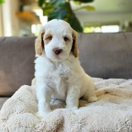Buttercup - Parti female Goldendoodle puppy in Moses Lake, Washington from Macy Meadows Doodles