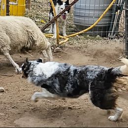 Autumn - Border Collie