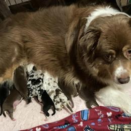 Australian Shepherds from Mt. Hope Aussies