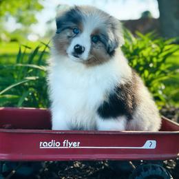 Rhodes (Blue Merle Boy, Blue eyes) - Blue merle male Australian Shepherd puppy in Fountaintown, Indiana from Timber Run Aussies