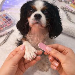 Prima - Cavalier King Charles Spaniel