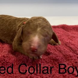 Poodle Puppies from Rock Creek Royal Poodles