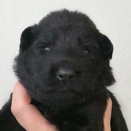 Red colar - Black female German Shepherd puppy in Oscoda, Michigan from Sstar