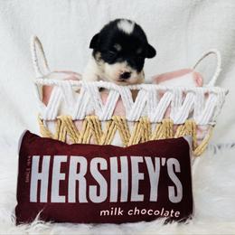Dove - Black and tan female Pembroke Welsh Corgi puppy in Sheldon, Missouri from Clearsky Corgis