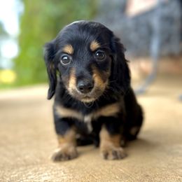 Milo - Black and tan male Dachshund puppy in Ben Lomond, Arkansas from Miesha Carver's Bulldogs