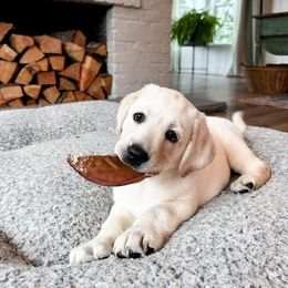Labrador Retriever Puppies from Howard English Labradors
