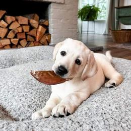 Labrador Retriever Puppies from Howard English Labradors