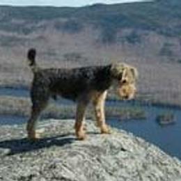 Airedale Terriers and Welsh Terriers from Walnut Ridge Terriers