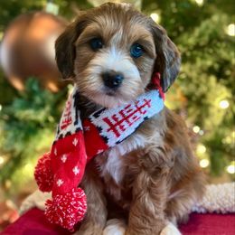 Clay - Merle male Bernedoodle puppy in Royse City, Texas from Platinum Bernedoodles of Texas