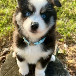 Tito - Black and white male Pomsky puppy in Wisconsin from Summer's Pomskies