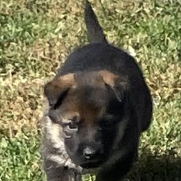 German Shepherd Puppies from Carlson Hill Farm