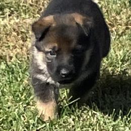 German Shepherd Puppies from Carlson Hill Farm