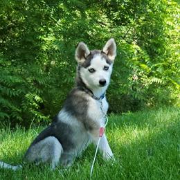 Nika - Pomsky