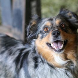 Missy - Australian Shepherd