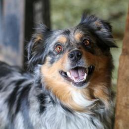 Missy - Australian Shepherd