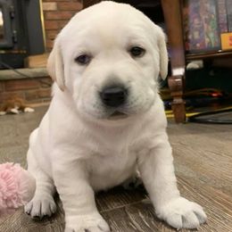 Labrador Retrievers from Super Duper Labradors