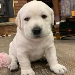 Labrador Retrievers from Super Duper Labradors