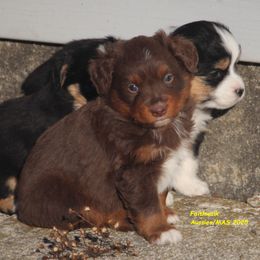 Kenobi - Red tri-color male Miniature American Shepherd puppy in Hillsdale, Michigan from Faithwalk Aussies and Mini American Shepherds