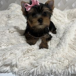 Tiny Female - Black and tan Yorkshire Terrier puppy in San Jose, California from Precious Yorkies