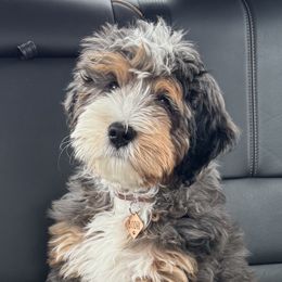 Bernedoodles from Idahome Doodle