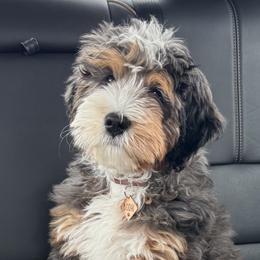Bernedoodles from Idahome Doodle