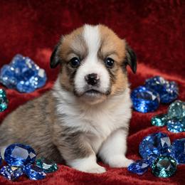 Falk's Finest Sapphire - Red female Pembroke Welsh Corgi puppy in Marinette, Wisconsin from Falk's Finest Corgis