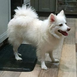 American Eskimo Dog All Grown Up from Turks Eskis