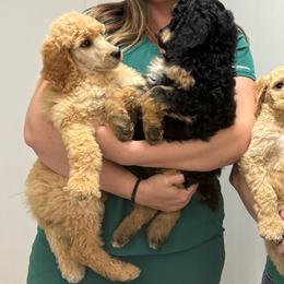 Standard Poodle - Apricot female Poodle puppy in Mountain View, Arkansas from Ramer’s Spring Poodles