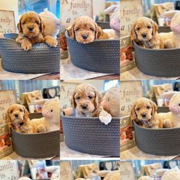 Cockapoo puppies from Fresh Mojo Farms&Paws