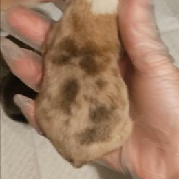 Boy 2 - Red male Pembroke Welsh Corgi puppy in Tomball, Texas from Larsen Loved Corgis