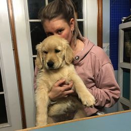 Golden Retrievers from Snow Creek Goldens