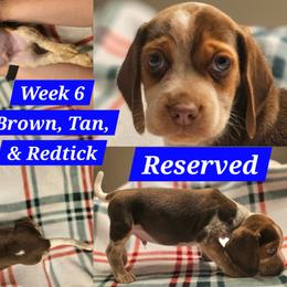 Mr. Peabody-Light Blue-Male - Brown white and tan male Beagle puppy in Bemidji, Minnesota from Nse Farms Beagles