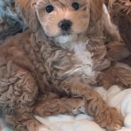 Goldendoodle All Grown Up from Scherrer Sweet Goldendoodles