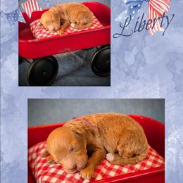 Liberty - Apricot female Goldendoodle puppy in Coarsegold, California from Hobbit Hollow Acres