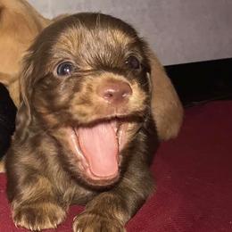 Dachshund Puppies from Stately Dachshunds and Danes