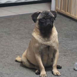 Ivy - Pug