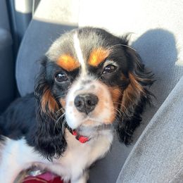 Max - Cavalier King Charles Spaniel