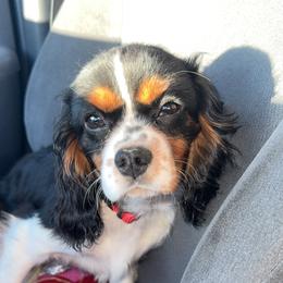 Max - Cavalier King Charles Spaniel
