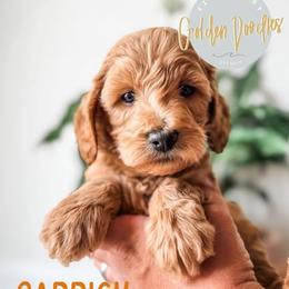 Goldendoodle Puppies from First Coast Goldendoodles
