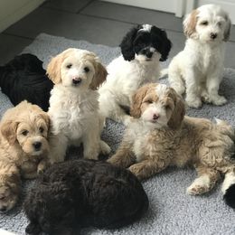 Australian Labradoodle Puppies from Ohio Valley Labradoodles