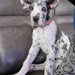 Great Dane Puppies from Dana's Danes