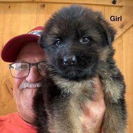 Brianna - Black and red female German Shepherd puppy in Pueblo West, Colorado from 5 Star German Shepherds aka Martin Family German Shepherds