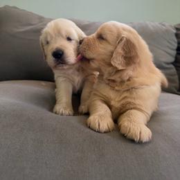 Boy 1 - Golden male Golden Retriever puppy in Stillwater, Oklahoma from Gold Point Pups
