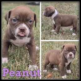 Peanut - Red and white female Olde English Bulldogge puppy in Merrill, Michigan from Haase Family Kennels