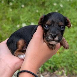 Monday - Black and tan male Yorkipoo puppy in Coshocton, Ohio from Forever Family Puppies