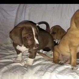 Beagles from Comstock Farms