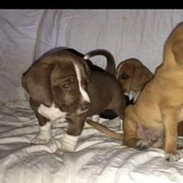 Beagles from Comstock Farms