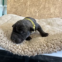 Yellow male - Tiger male Perro de Presa Canario puppy in Holland, Ohio from Lykaios Kennels
