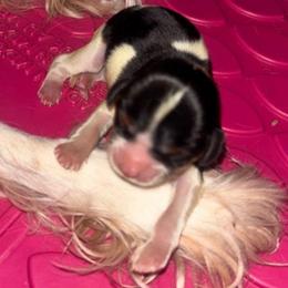 Codorus - Tri-color female Cavalier King Charles Spaniel puppy in Watsontown, Pennsylvania from Huntsman Cavaliers